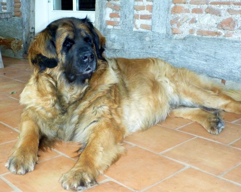 BELLE